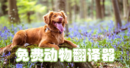 动物翻译器