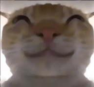 鼠鼠偷吃模拟器