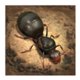 蚂蚁地下王国模拟器