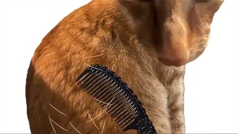 给猫梳毛截图2