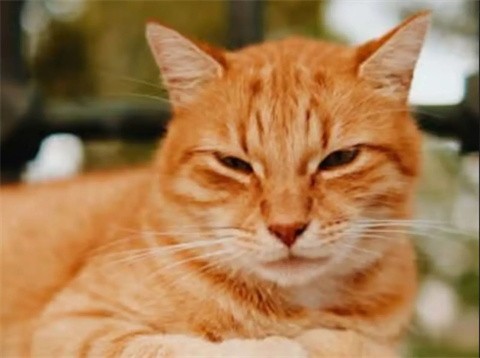给猫梳毛截图4