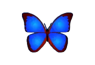 bkViewer