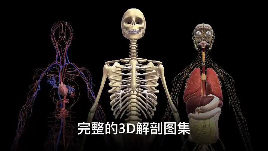 3d解剖软件