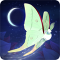 彩翼之星夜游戏